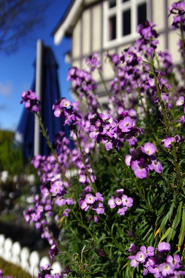 Flowers by the Curators House, Botanic&nbsp;Gardens
