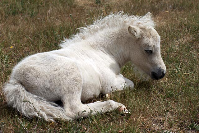 Shetland Ponies and&nbsp;Foals