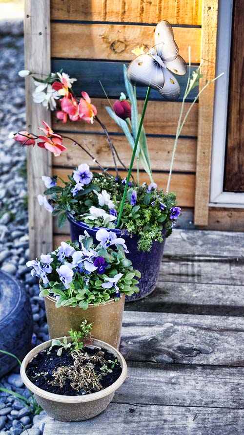 Flower Pots in&nbsp;Sydenham