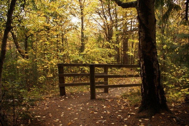 Woodland walk in Hanmer&nbsp;Springs