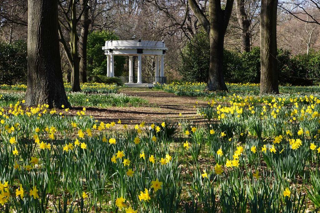 Daffodils near the Bandsmen’s Memorial Rotunda, Hagley&nbsp;Park