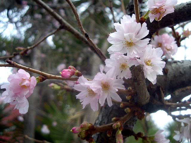 Winter Blossom