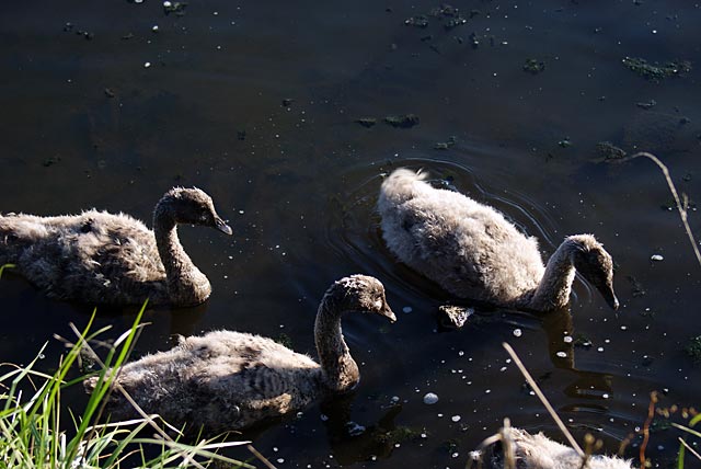 Swans and Cygnets