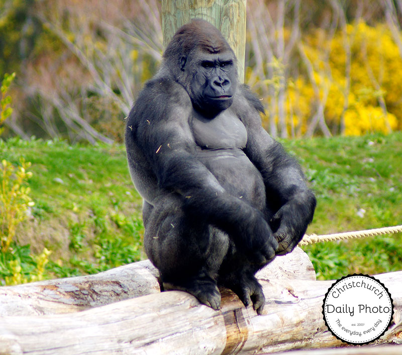 Gorillas at Orana Wildlife&nbsp;Park