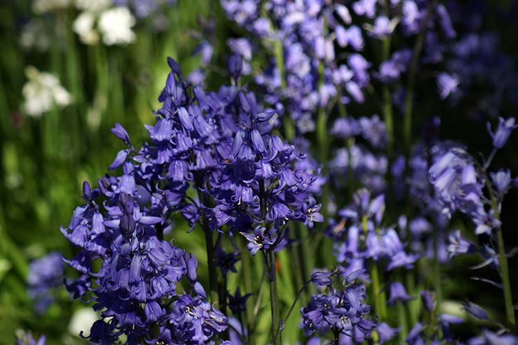 Blue Bells in the Botanic&nbsp;Gardens
