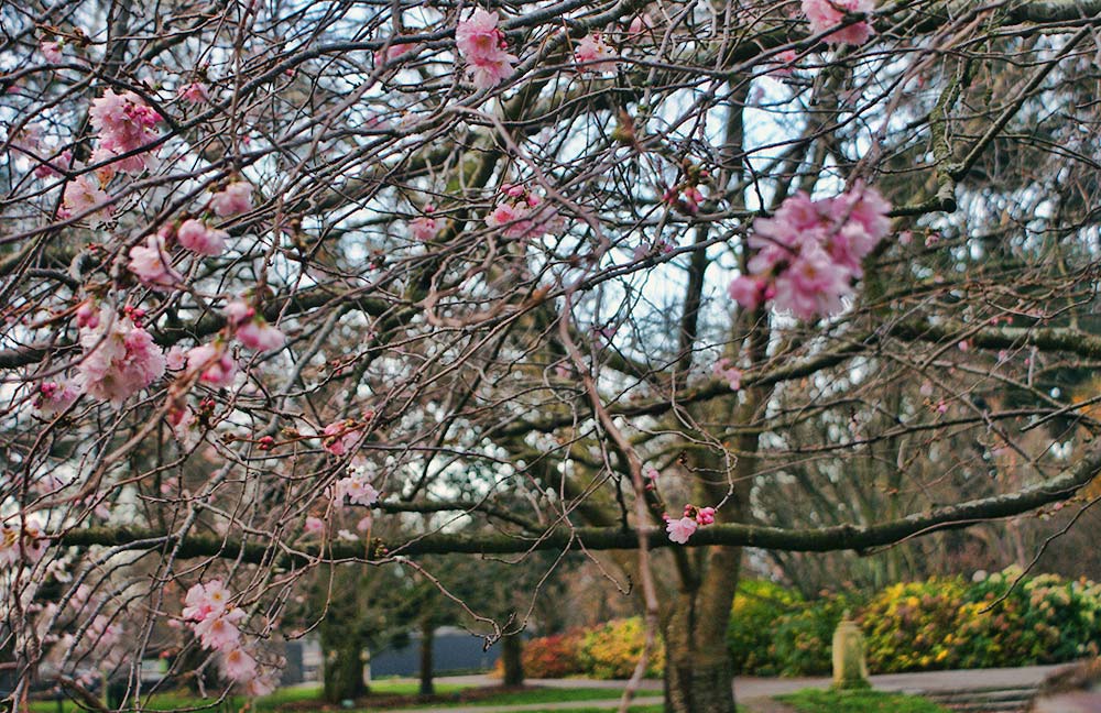 Botanic Gardens in&nbsp;Winter