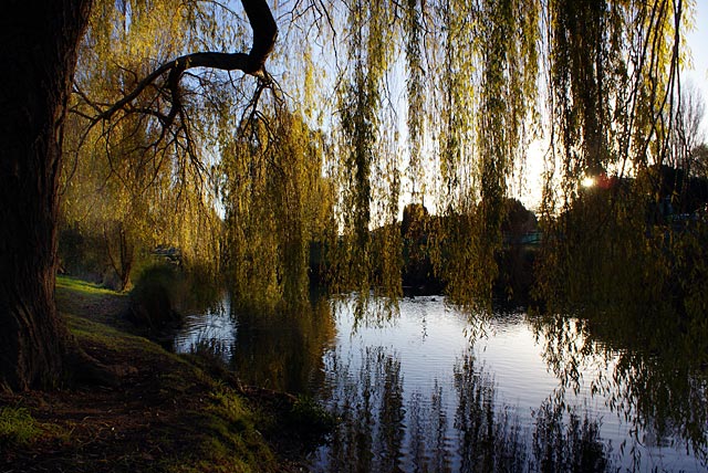 Willows on Avon&nbsp;River