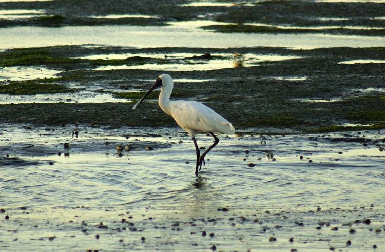 A lone Royal Spoonbill wading through shallow water in an estuary, surrounded by patches of mud and reflective water during sunset.