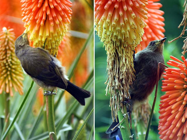 Bellbird feeding in the Herbaceous Border, Christchurch Botanic&nbsp;Gardens