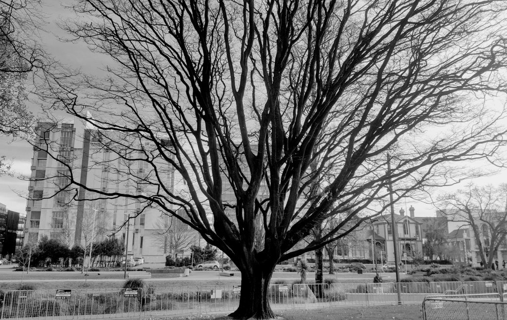Bare tree in the&nbsp;city