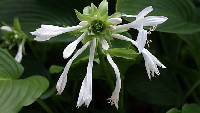 white-green-flower
