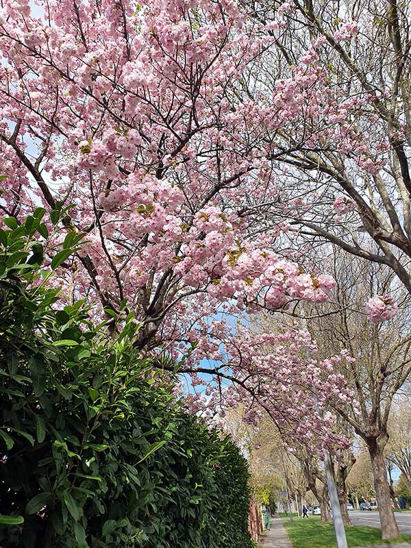 Pink Cherry Tree on Linwood&nbsp;Avenue