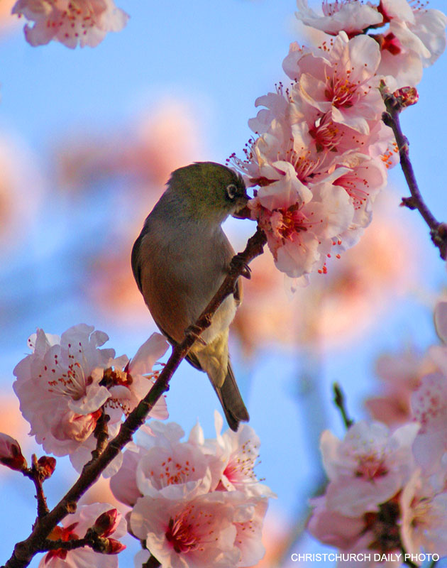 A very special Blossom&nbsp;Tree