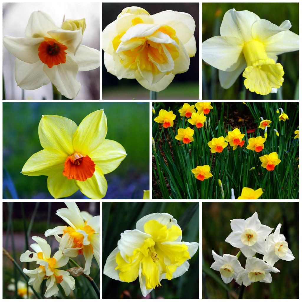 A collage of various daffodil flowers in different colors, showcasing their unique shapes and vibrant orange centers against a green background.