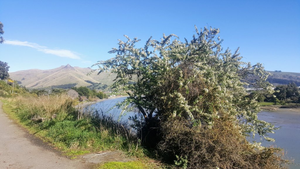 View from Ferrymead&nbsp;Terrace