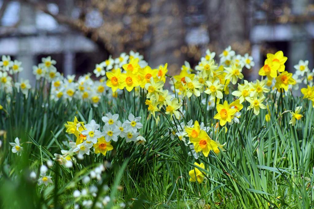 Daffodils in Hagley&nbsp;Park