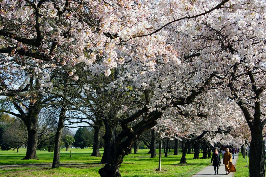 Blossom Trees on Harper&nbsp;Avenue