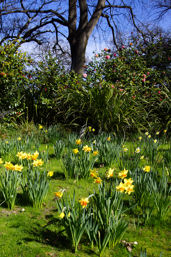 Daffodils in the&nbsp;Gardens