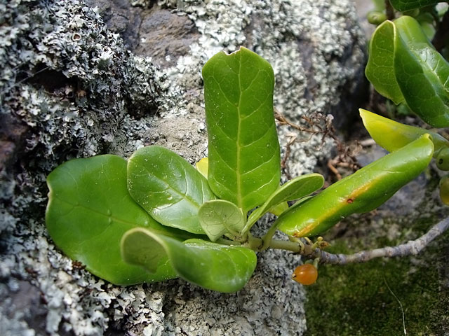 Plant in Rock, Sumner&nbsp;Beach