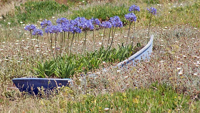 Agapanthus in row&nbsp;boat