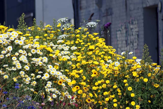 Flowers on Ferry&nbsp;Road
