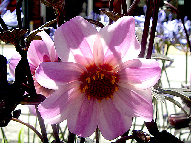 Pink flower in Cashel&nbsp;Mall