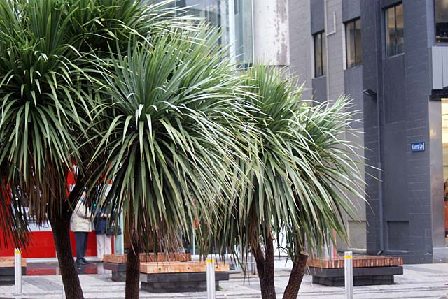 Cabbage Tree, Cashel&nbsp;Mall