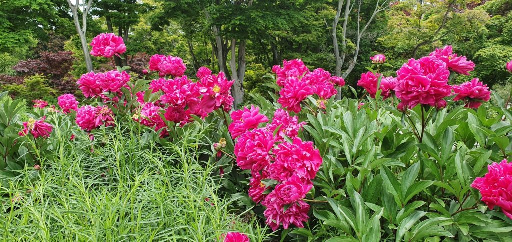 Poeny in the Botanic&nbsp;Gardens