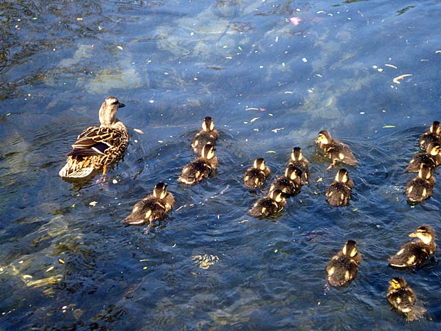 Ducklings
