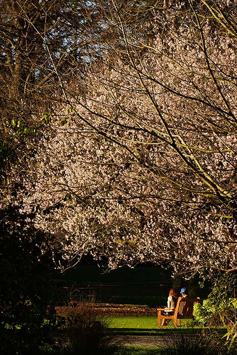 Blossom Tree in the Botanic&nbsp;Gardens