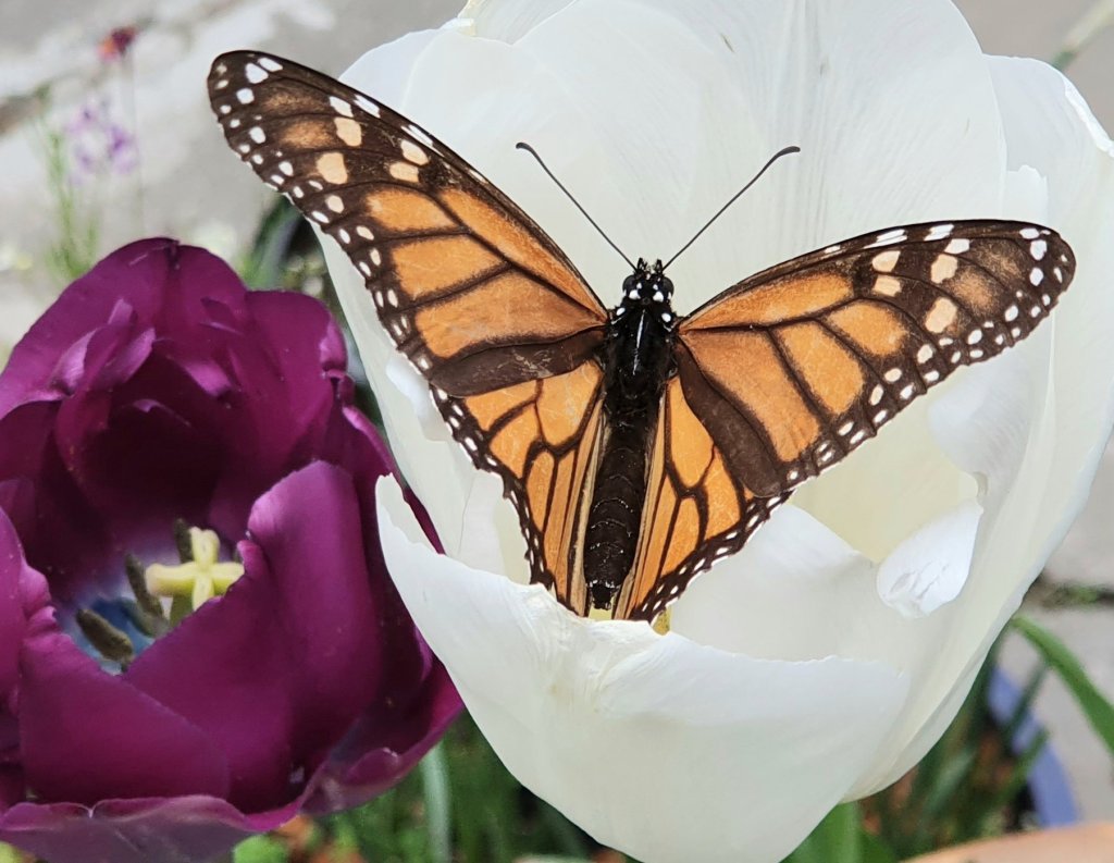 Monarch Butterfly in my&nbsp;Tulip