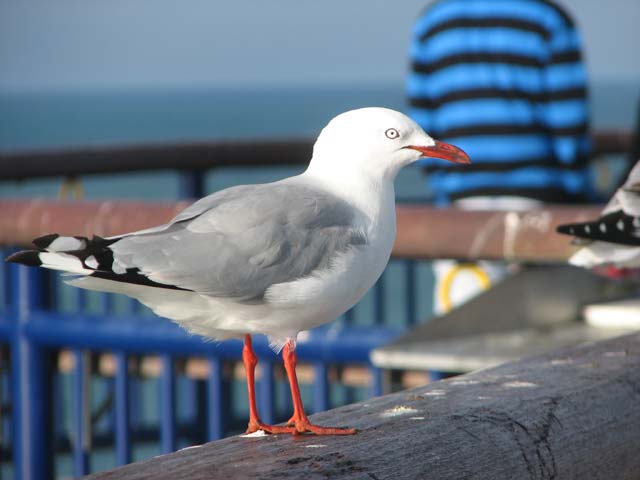 Seagull, New Brighton&nbsp;Pier