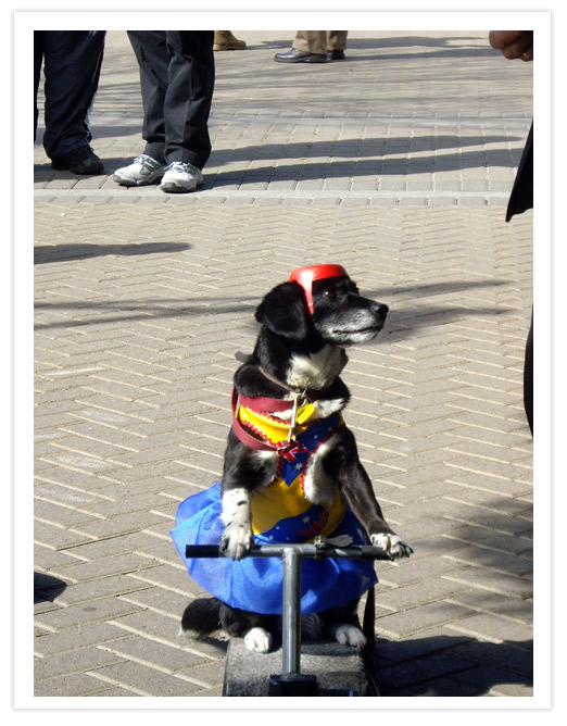 A dressed dog sitting on a scooter in a busy outdoor area, showcasing its performance in front of spectators.