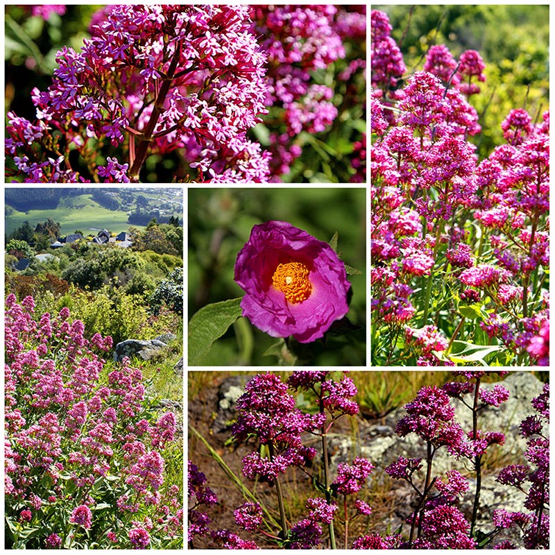 Wild Pink Flowers in&nbsp;Cashmere