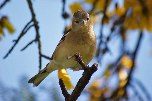 Little Bird in a Kowhai&nbsp;Tree