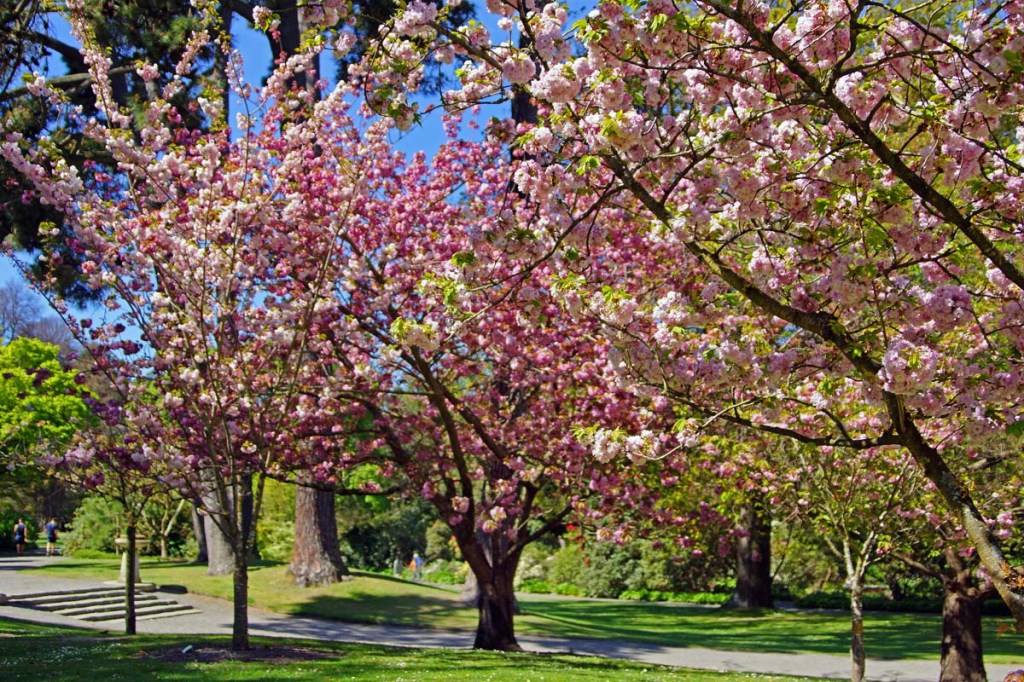 Trees in Blossom at the Christchurch Botanic&nbsp;Gardens
