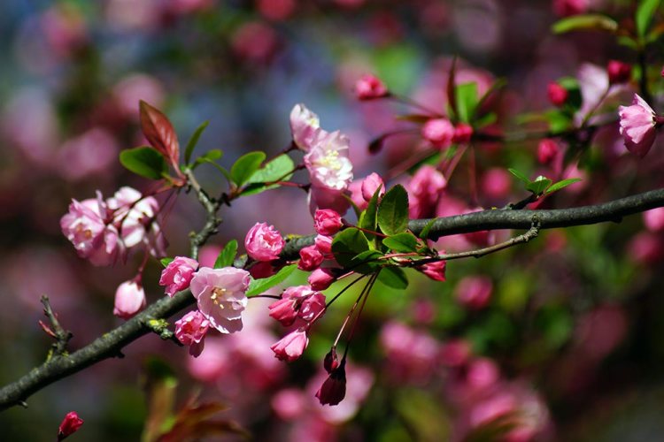 Close-up of pink cherry blossom flowers on a branch with green leaves, set against a blurred background.