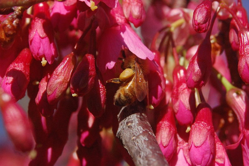 A honey bee on the&nbsp;prowl…