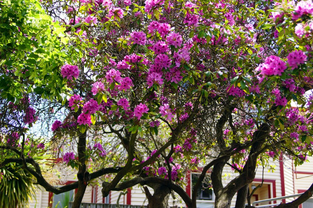 Rhododendron on Worcester&nbsp;Boulevard