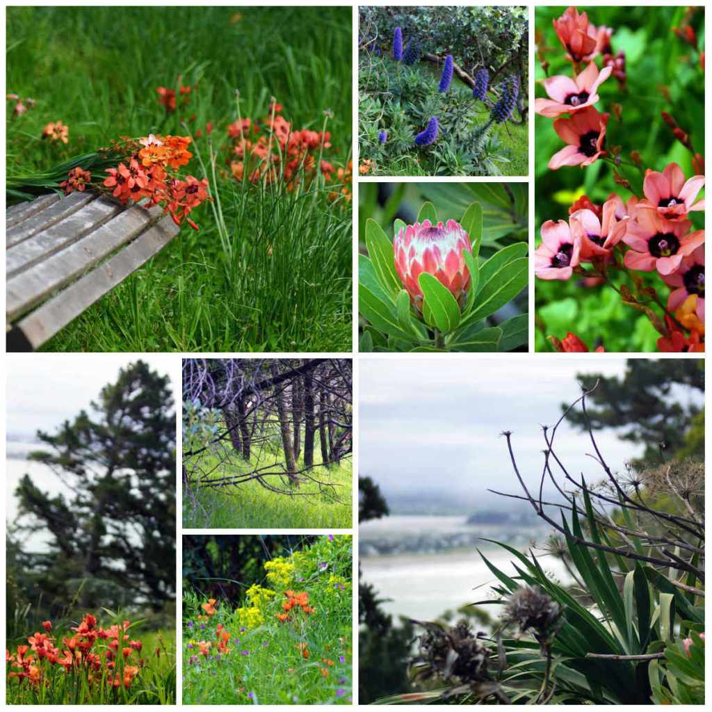 Flowers and Views on Flowers Track,&nbsp;Scarborough