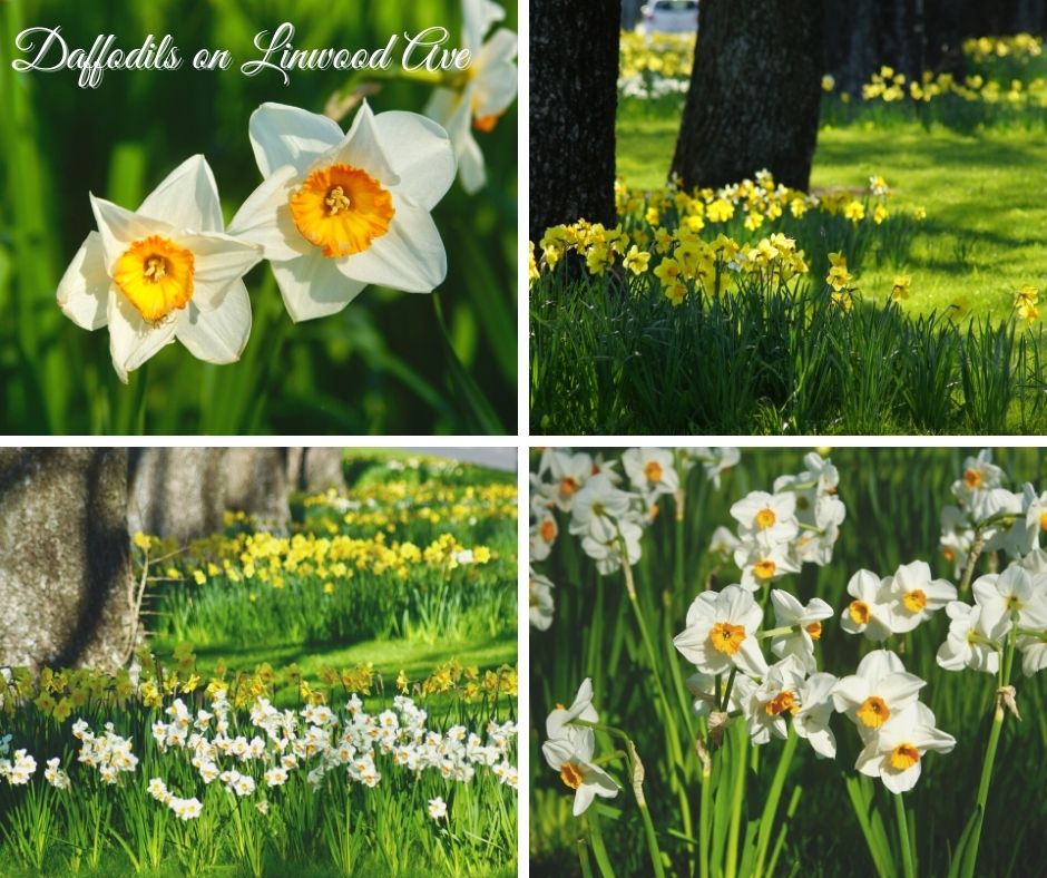 Daffodils on Linwood&nbsp;Avenue