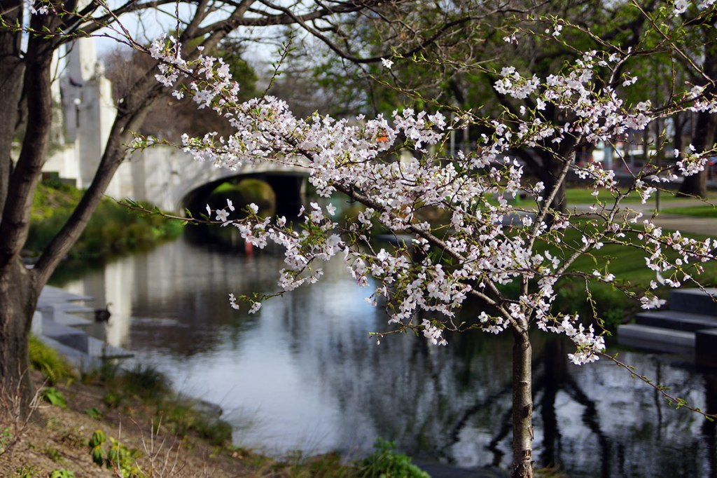 Blossom Tree by the Avon&nbsp;River