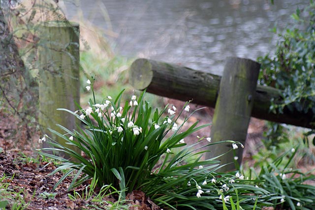 Snowdrops
