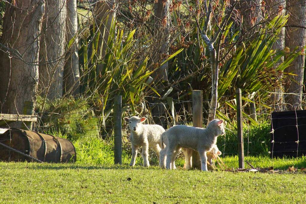 Spring Lambs in&nbsp;Heathcote