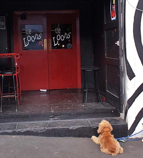 And a little spaniel&nbsp;waits