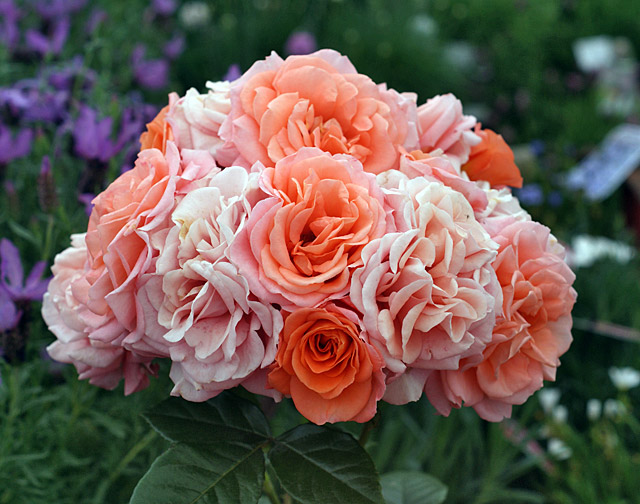 Sweet Dream Rose –&nbsp;Fryminicot