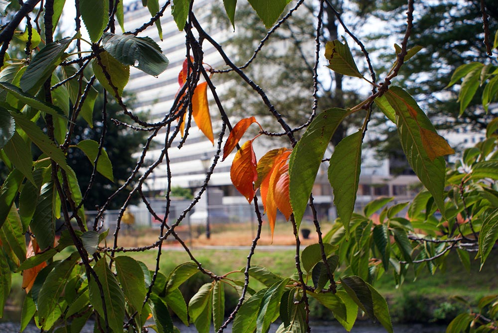 First signs of&nbsp;Autumn