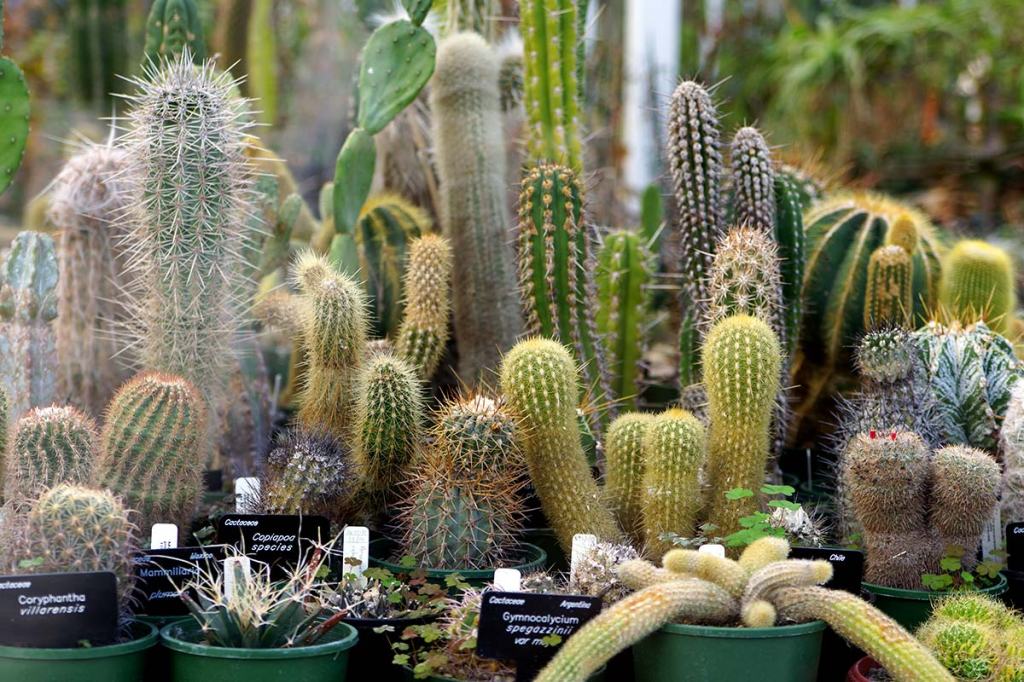 Cacti In the Botanic Gardens&nbsp;Nursery