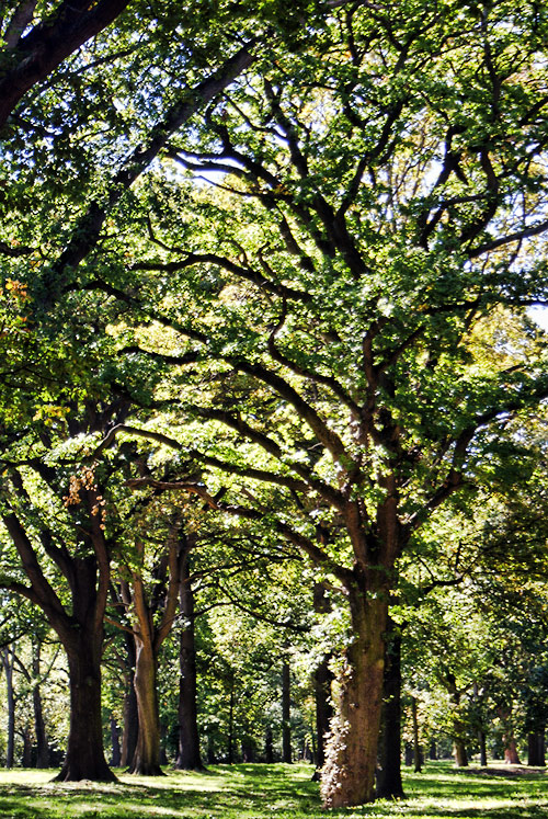 Trees in Little Hagley&nbsp;Park