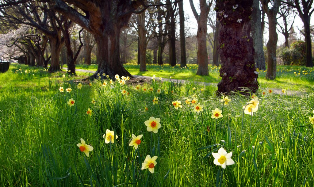 Daffodils in Hagley&nbsp;Park